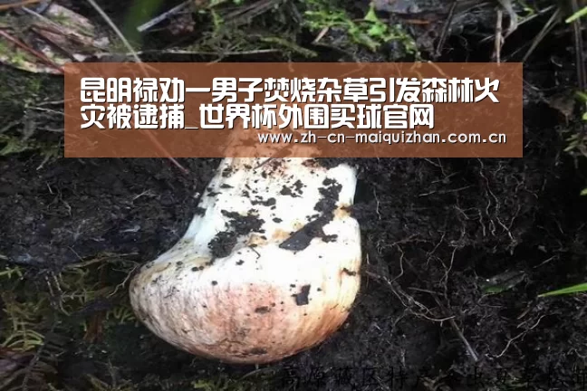 昆明禄劝一男子焚烧杂草引发森林火灾被逮捕_世界杯外围买球官网(图1) 世界杯投注