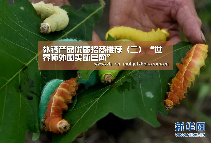 世界杯投注